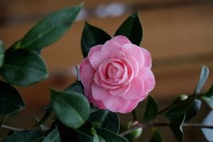 کاپ کیک توت فرنگی