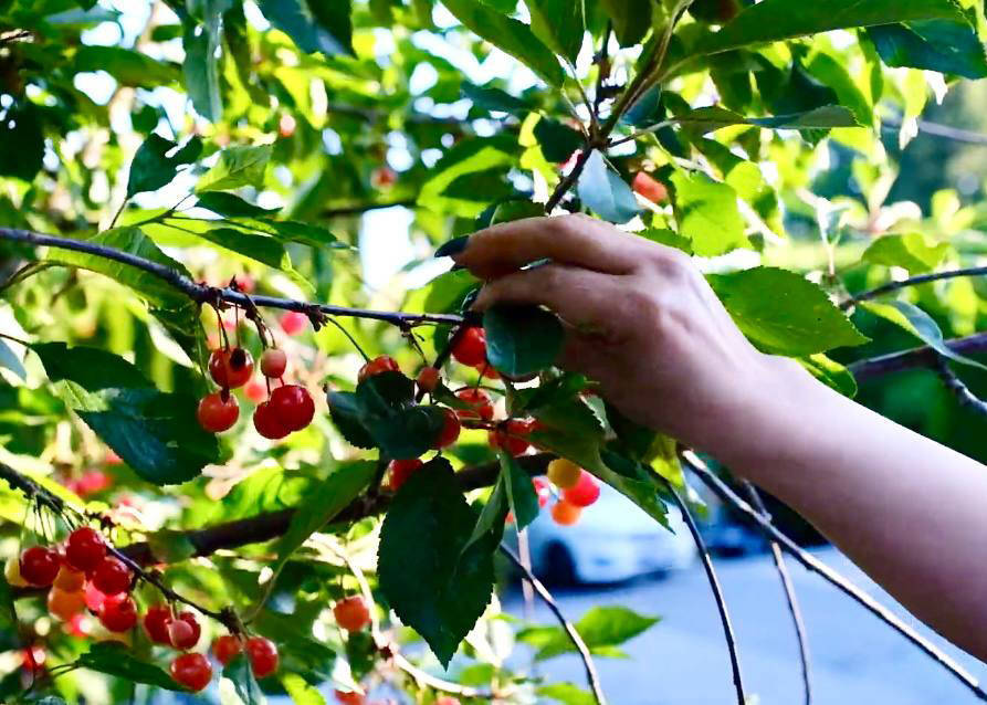 طرز تهیه کیک آلبالو وارونه